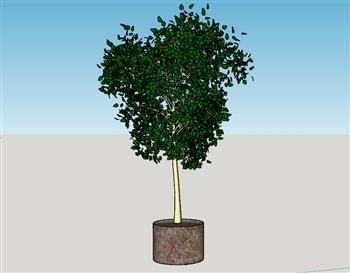 果树花盆植物SU模型