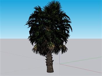 棕榄树椰树SU模型