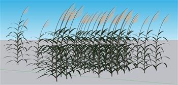 芦苇植物SU模型