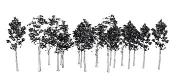 白桦树树SU模型