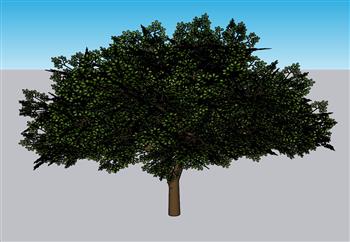 小叶子树木树SU模型