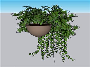 吊篮绿萝植物SU模型