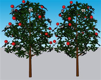 苹果树树木SU模型