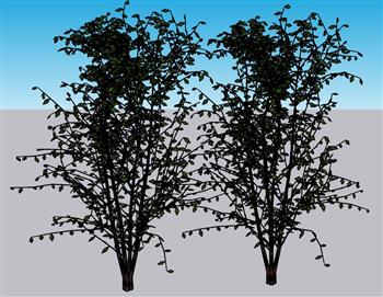 3D树木乔木SU模型