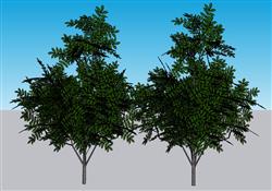 小叶子树木su免费模型(ID34533)