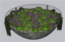 多肉植物花盆SU模型