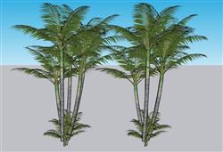 热带树木su模型免费(ID34871)