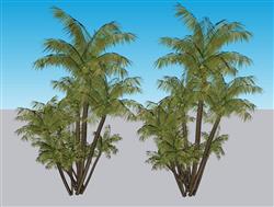 热带椰子树椰果SU模型
