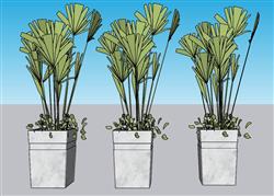 花盆盆景植物SU模型