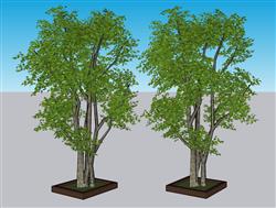 3D绿植树木树池su模型免费(ID36278)