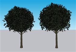 鳄梨树木su免费模型(ID37583)