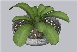 花盆植物SU模型