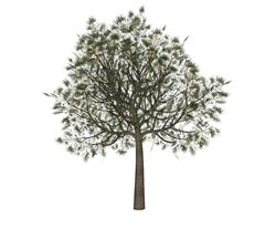 3D树木su模型网站草图模型(ID57456)