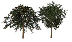 果树树木su下载草图模型(ID60539)