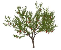 苹果树果树树木SU模型