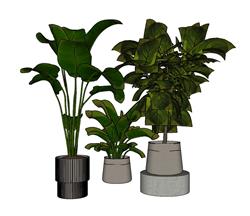 花盆植物su免费模型下载网站有哪些(ID93858)