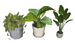 花盆植物SU模型下载(ID94260)