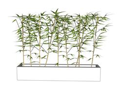 竹子免费su单个植物素材库(ID95265)