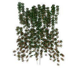 爬藤蔓藤植物skp模型(ID95797)