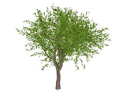 绿色树油桃树树木SU模型