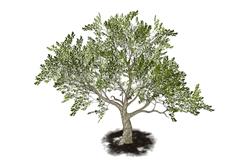 橡树树SU模型