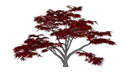 鸡爪槭树SU模型