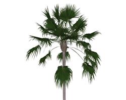 棕榈热带树SU模型
