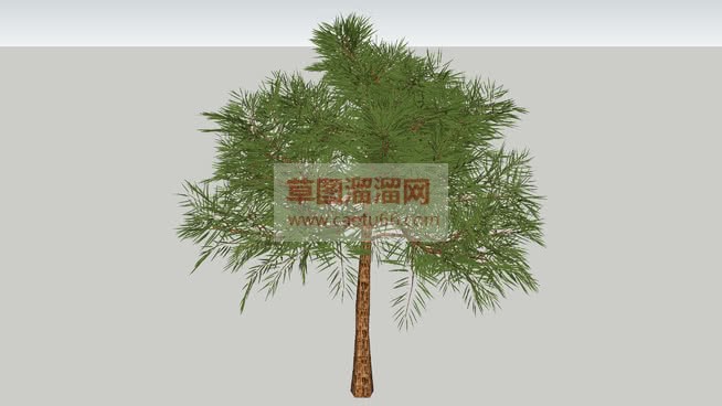 3D精美树木SU模型分享作者是【小青年】