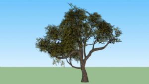 渲染树SU模型