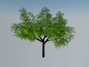 绿叶树木SU模型