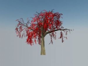 树木红色叶子树SU模型