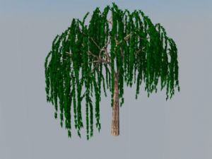 3D柳树草图SU模型
