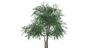 3D细叶树木SU模型