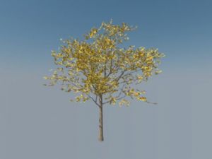 银杏树SU免费模型