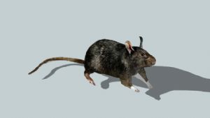 老鼠动物SU模型