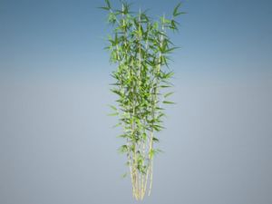 竹子植物SU模型