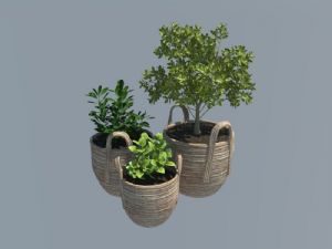 背篓花盆植物SU模型
