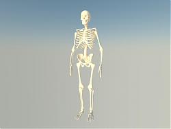 人类骷髅骨架SU模型