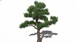 精细的3D松树草图模型网su下载