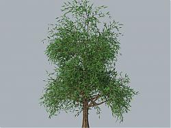 3D柳树树木SU模型