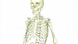 人体骷髅骨架SU模型
