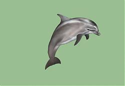 海豚动物SU模型