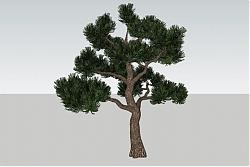 松树树SU模型