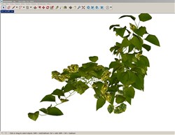 藤蔓植物的sketchup模型