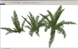 蕨类植物的sketchup模型