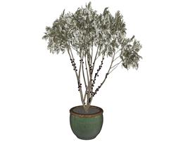 花盆植物SU模型