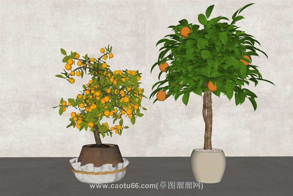 果盆景果树盆栽SU模型：小巧玲珑，绽放绿色魅力