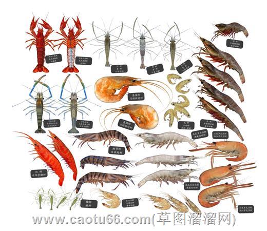 海鲜虾子su模型