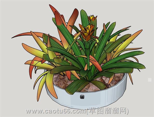君子兰花盆su模型