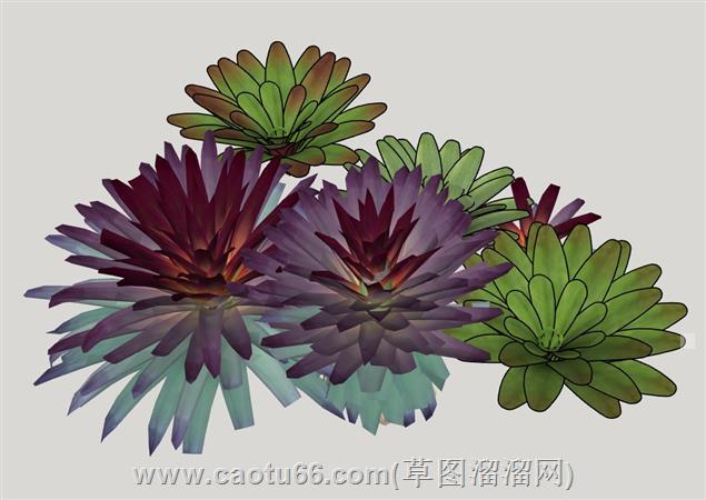 仿真多肉植物su模型